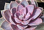 ECHEVERIA DUCHESS OF NUREMBERG