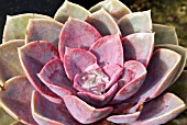 ECHEVERIA DUCHESS OF NUREMBERG