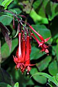 FUCHSIA MARY