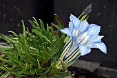 GENTIANA IONA,  GENTIAN