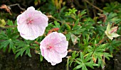 GERANIUM SANGUINEUM VAR STRIATUM,  BLOODY CRANESBILL