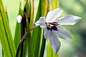 GLADIOLUS CALLIANTHUS,  SWORD LILY