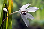 GLADIOLUS CALLIANTHUS,  SWORD LILY