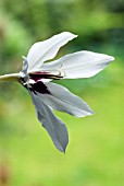 GLADIOLUS CALLIANTHUS