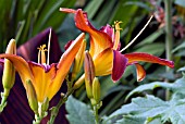 HEMEROCALLIS STAFFORD,  DAYLILY