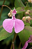 IMPATIENS APICULATA,  BUSY LIZZIE,  BALSAM