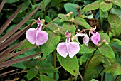 IMPATIENS APICULATA,  BUSY LIZZIE,  BALSAM