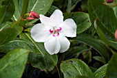 IMPATIENS UGANDENSIS,  BUSY LIZZIE,  BALSAM