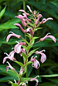 LOBELIA BRIDGESII