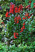 LOBELIA FAN SCHARLACH,  FAN SCARLET