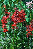 LOBELIA FAN SCHARLACH,  FAN SCARLET