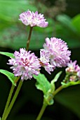 PERSICARIA RUNCINATA,  BISTORT,  KNOTWEED