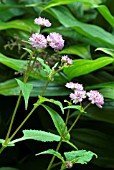 PERSICARIA RUNCINATA,  BISTORT,  KNOTWEED