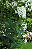 PHLOX PANICULATA MOUNT FUJI,  MOUNT FUJIYAMA,  PERENNIAL PHLOX