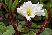 RHODODENDRON POLAR BEAR