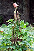 RUNNER BEANS ON TEEPEE