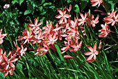 SCHIZOSTYLIS COCCINEA MAJOR,  KAFFIR LILY