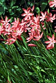 SCHIZOSTYLIS COCCINEA MAJOR