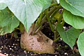 IPOMOEA BATATAS, (SWEET POTATO GROWING)