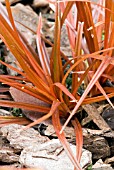 UNCINIA RUBRA,  RED HOOK SEDGE