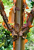 ACER GRISEUM,  PAPER BARK MAPLE