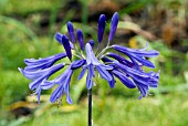 AGAPANTHUS JACKS BLUE,  AFRICAN LILY