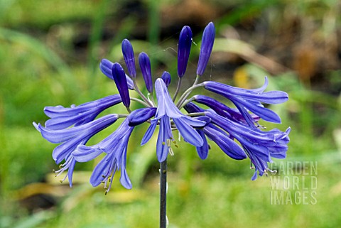 AGAPANTHUS_JACKS_BLUE__AFRICAN_LILY