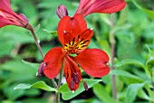 ALSTROMERIA RED BEAUTY,  PERUVIAN LILY