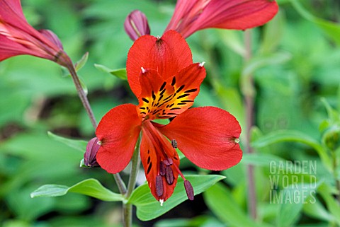 ALSTROMERIA_RED_BEAUTY__PERUVIAN_LILY