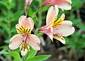 ALSTROMERIA SUNSTAR,  PERUVIAN LILY