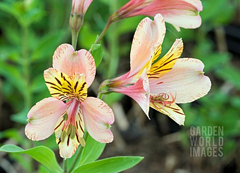 ALSTROMERIA_SUNSTAR__PERUVIAN_LILY