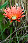 ARCTOTIS X HYBRIDA FLAME,  AFRICAN DAISY