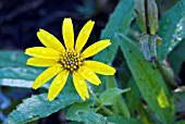 ARNICA AMPLEXICAULIS