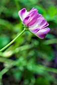 ASTRAGALUS SINICUS,  CHINESE MILK VETCH