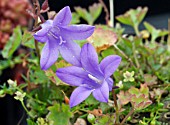 CAMPANULA PORTENSCHLAGIANA MAJOR,  BELLFLOWER