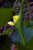 CEPHALANTHERA FALCATA,  GOLDEN HELLEBORINE