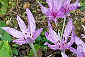 COLCHICUM AGRIPPINUM,  AUTUMN CROCUS,  NAKED LADIES