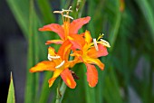 CROCOSMIA SEVERN SUNRISE