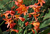 CROCOSMIA X CROCOSMIIFLORA CARMINEA,  MONTBRETIA