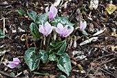 CYCLAMEN HEDERIFOLIUM,  SOWBREAD