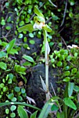 CYMBIDIUM GOERINGII,  JAPAN