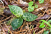 GOODYERA SCHLECHTENDALIANA,  SILKY ORCHID,  KYUSHU,  JAPAN