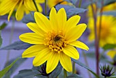 HELIANTHUS CAPENOCH STAR