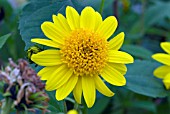 HELIANTHUS CAPENOCH STAR