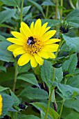 HELIANTHUS CAPENOCH STAR,  SUNFLOWER