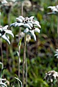 LEONTOPODIUM OCHROLEUCUM VAR CAMPESTRE,  EDELWEISS