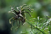 NIGELLA PAPILLOSA,  LOVE IN A MIST MUSICAL PRELUDE