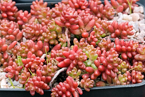 SEDUM_ALBUM_CORAL_CARPET__STONECROP