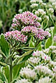 SEDUM ERYTHROSTICTUM FROSTY MORN,  STONECROP