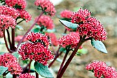 SEDUM RED CAULI,  STONECROP